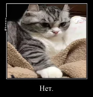🐱