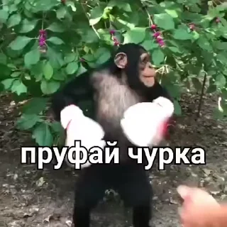 🙈