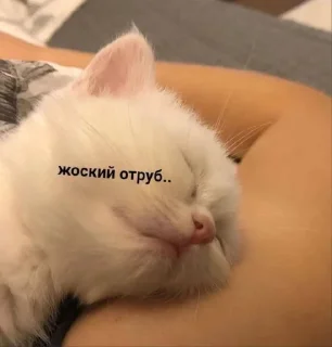 💤