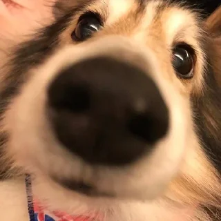 🐶