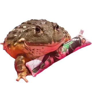 🐸