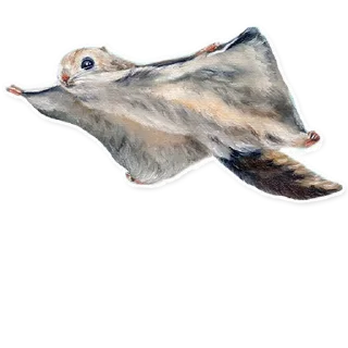 🐿