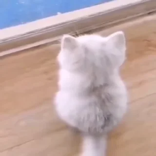 🐈‍⬛