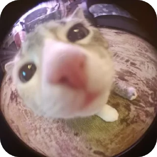🤲