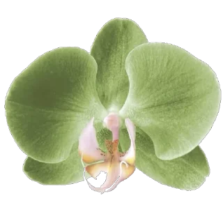 🌸