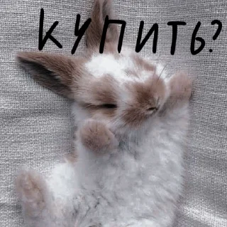 🐰