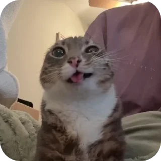 🐱