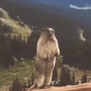 🦫