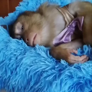 🛏️