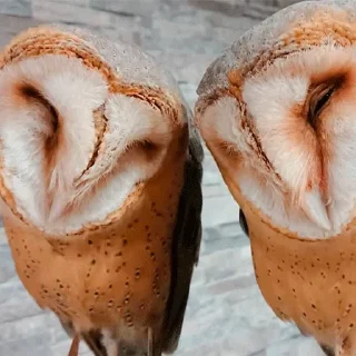 🥰
