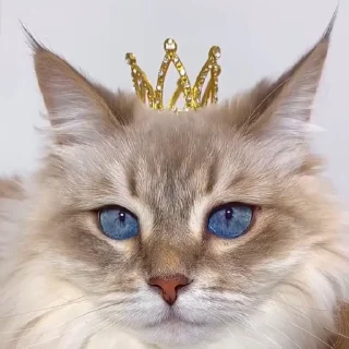 👸