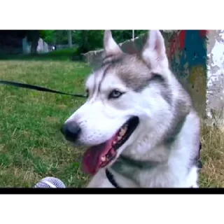 🐶