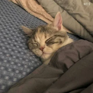 😴
