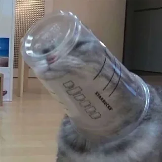 🙀