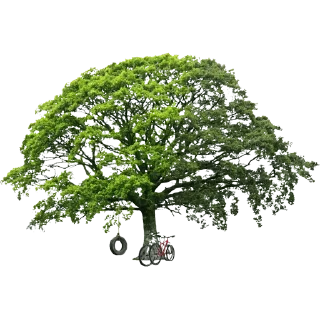 🌳