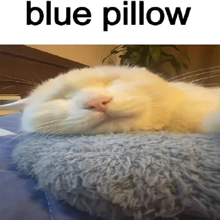 🐈