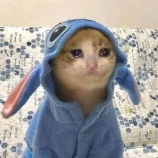 🐈