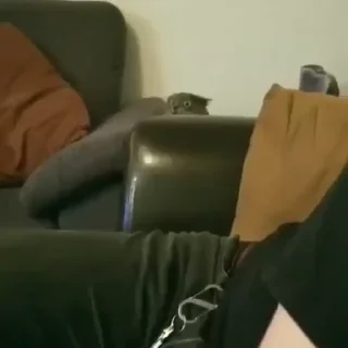 🐾