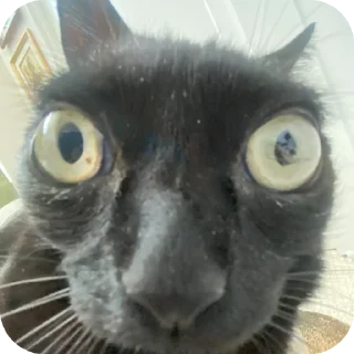 🐱