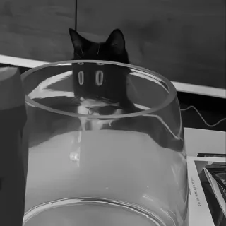 🐈‍⬛️