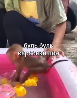 🐠