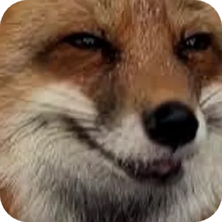 🦊