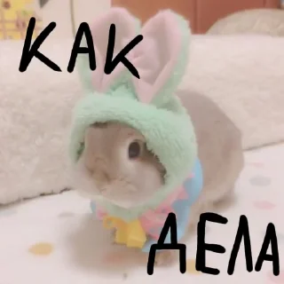 🐰
