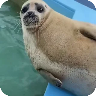 🦭