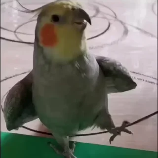 🤩