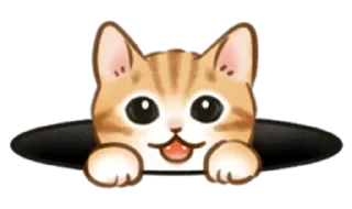 🐱