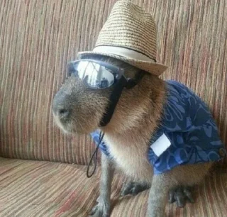 😎