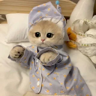 🐈