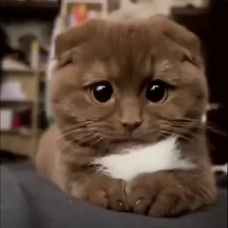 🤩