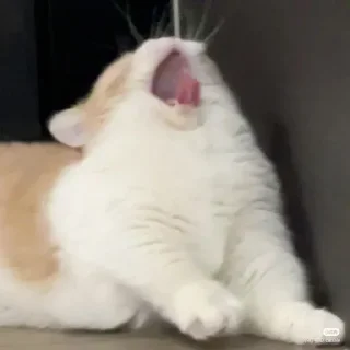 🐶