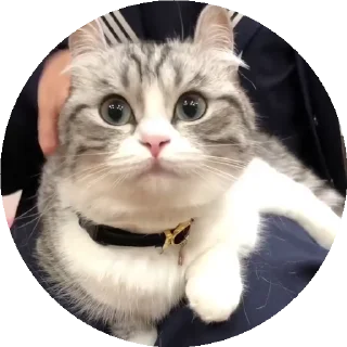 😺