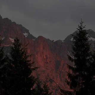 🌲