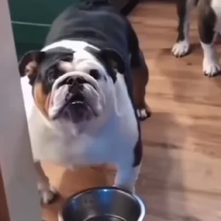 🐩