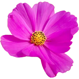 🌺