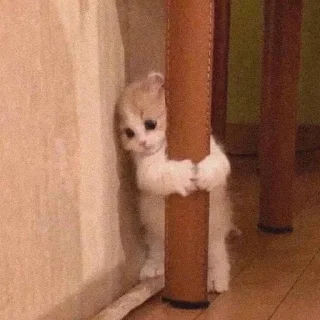 🐈