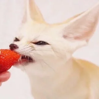 🍓
