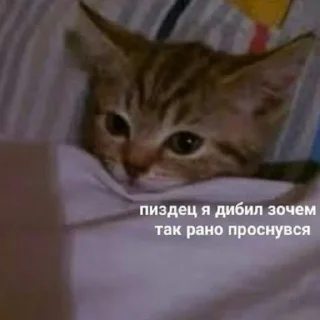 😺