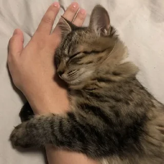 🐈