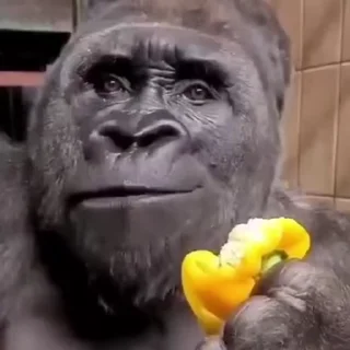 🐵