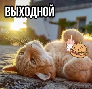 😺
