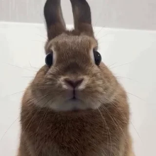 🤩