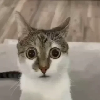 😳