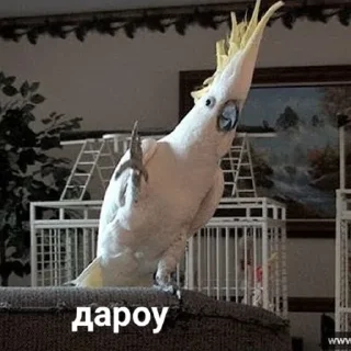 👋