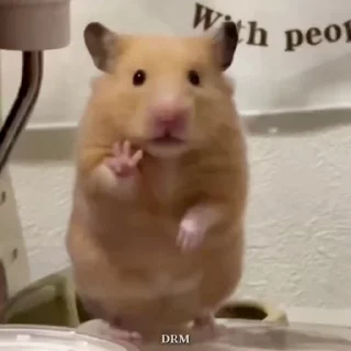 🐹