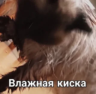 🐱