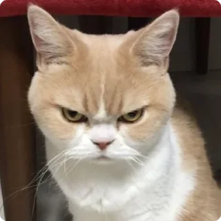 😡